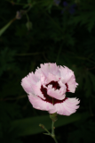 Dianthus 'Lady Granville' RCP6-2012 012.JPG